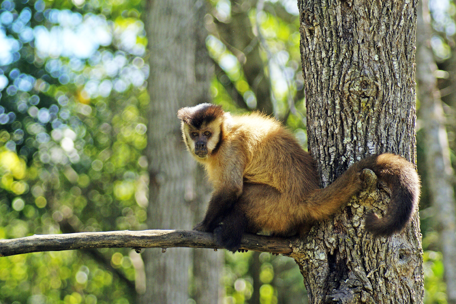 Reintegran a su hábitat a ocho monos capuchinos rehabilitados en el Parque Urugua-í