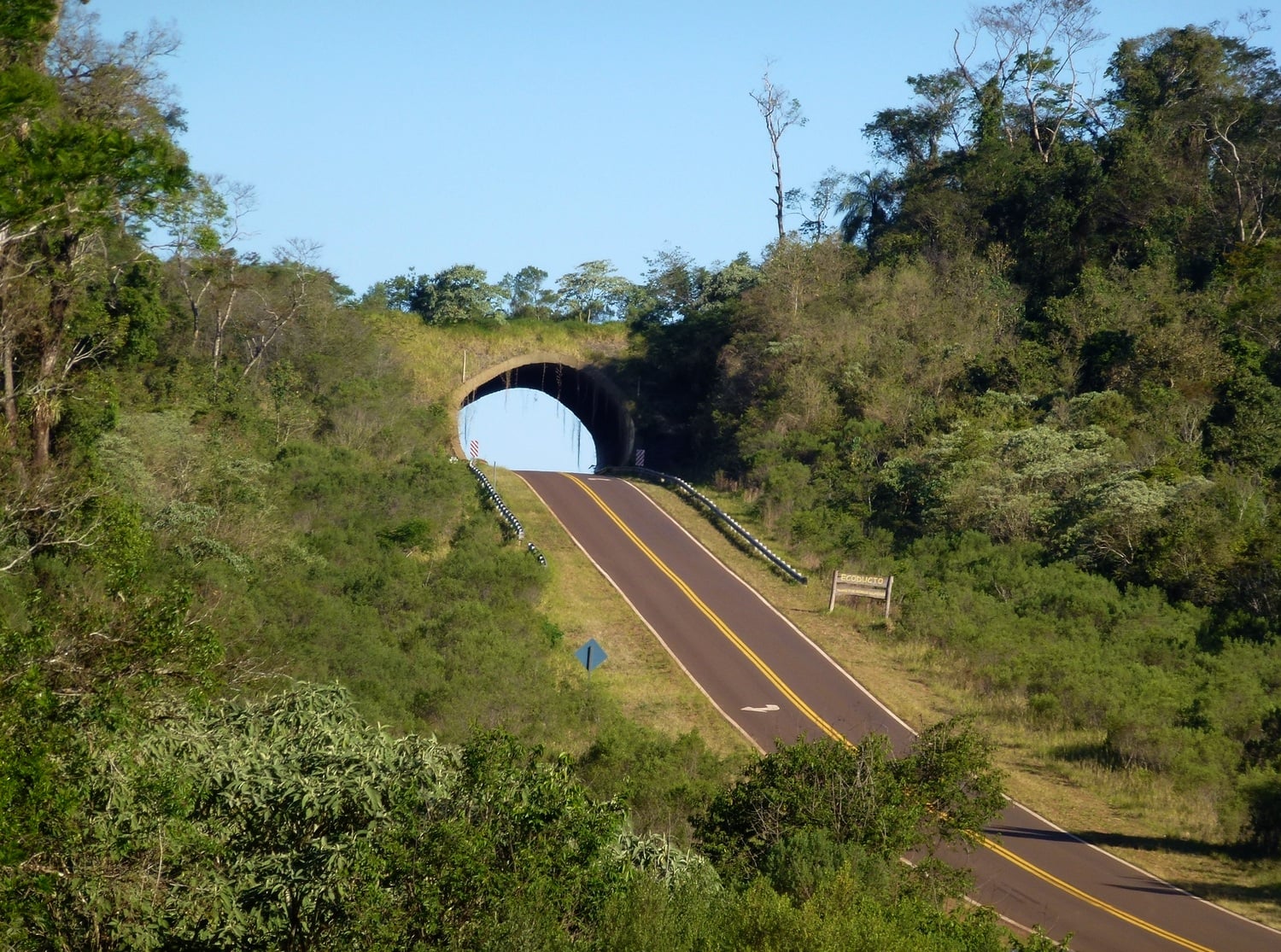 Misiones inaugura un innovador puente ecológico para proteger la fauna entre parques nacionales