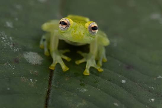 Hallan una nueva especie de rana en la selva misionera y sorprende a científicos argentinos