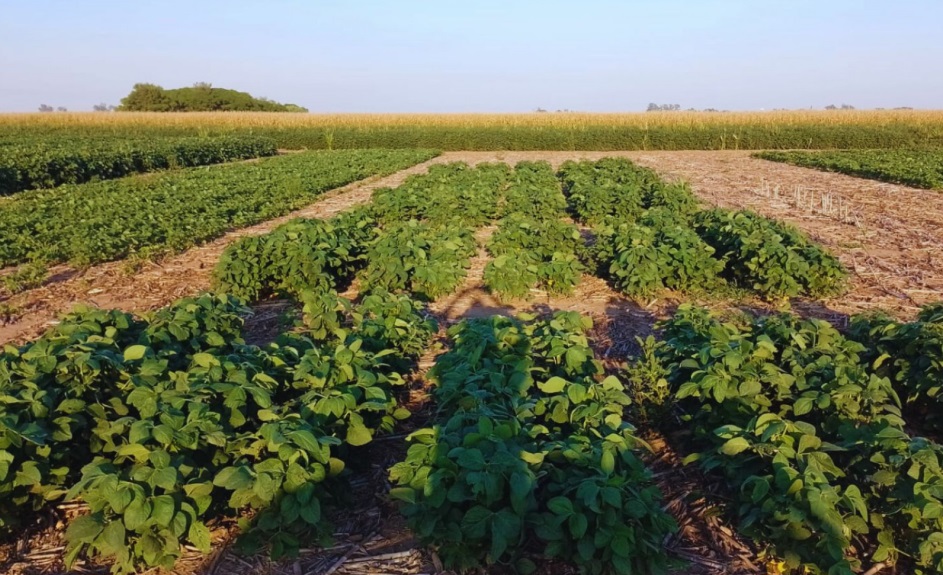 Científicos argentinos desarrollan un biofertilizante que podría reducir el uso de químicos en cultivos