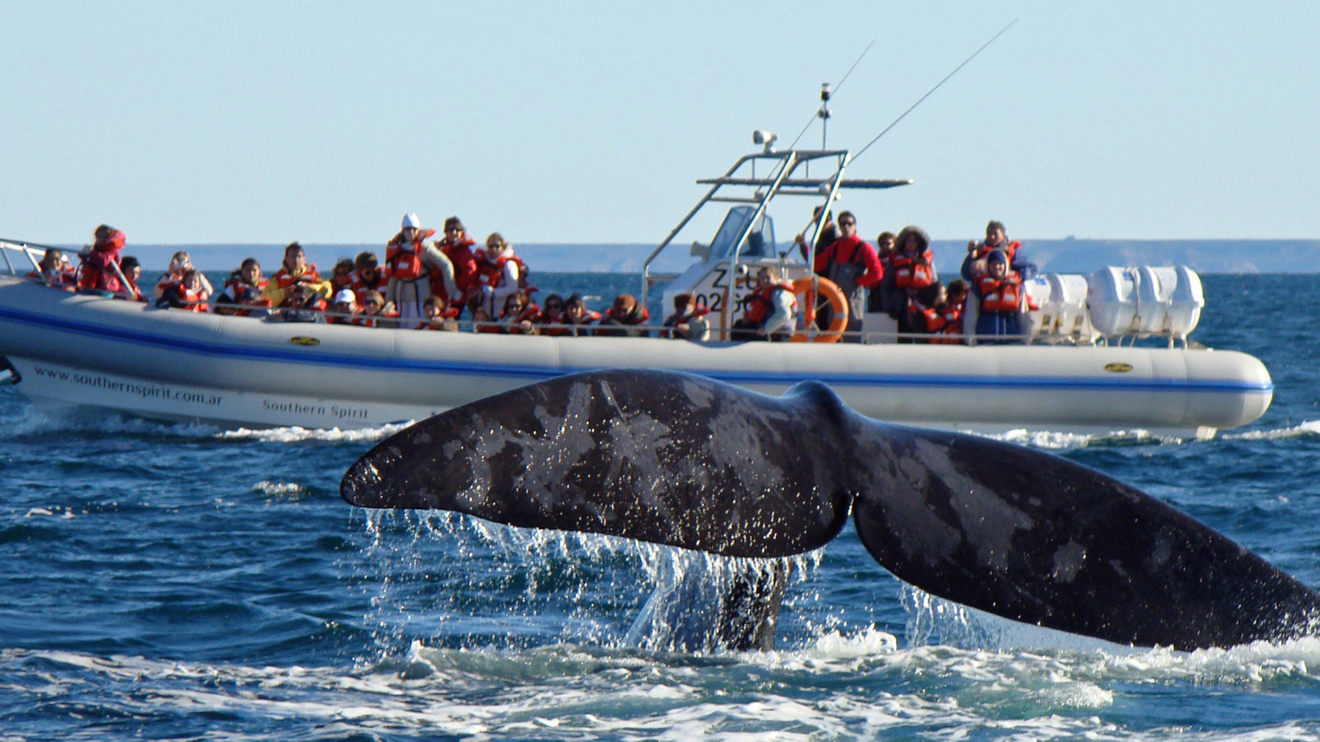 Comenzó la temporada de avistaje de ballenas en Chubut con buenas expectativas para el turismo