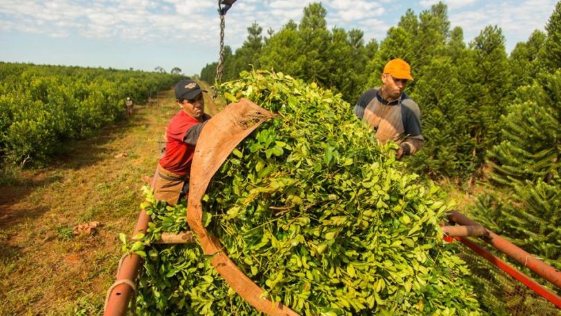 El sector yerbatero sigue de cerca la evolución del mercado y los costos de producción