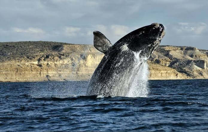 La temporada de ballenas impulsa el turismo en la Patagonia argentina